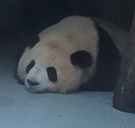 panda